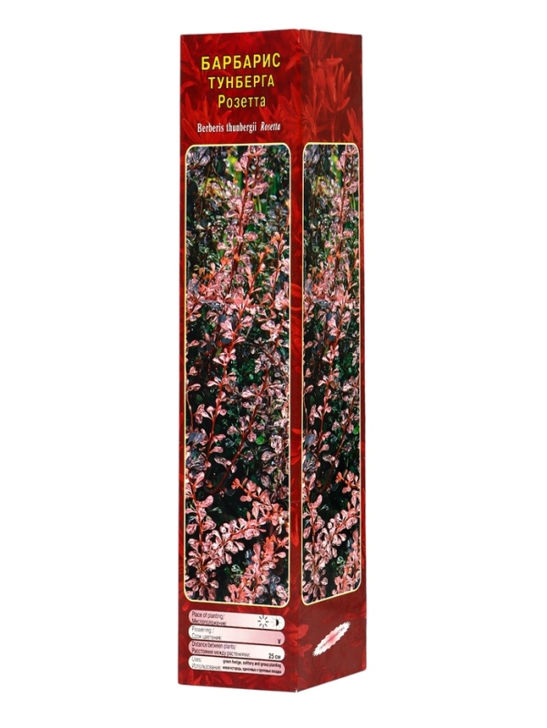 Барбарис Тунберга «Розетта» ,саженец, 1 шт., туба Барбарис Тунберга «Розетта» ,саженец, 1 шт., туба