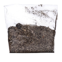 Хоста "Francee", р-р I, размер M,1 шт, Весна 2025, ЭКОНОМ,