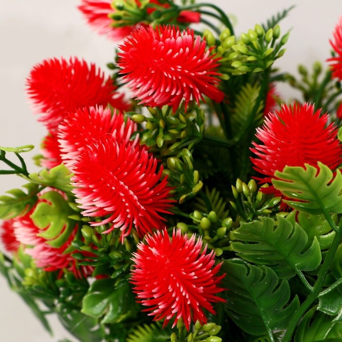 Бонсай в горшке "Каллистефус галант" 21х23 см, микс