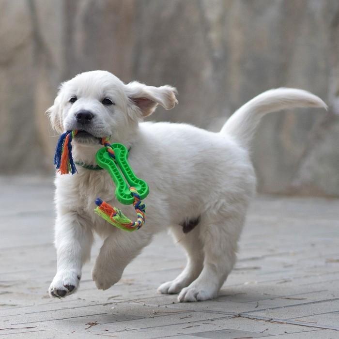 Игрушка жевательная с канатом, 11 х 5,5 см, зелёная