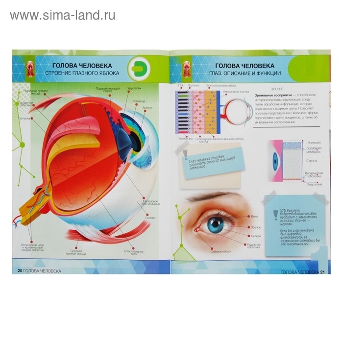 Энциклопедия 4D в дополненной реальности «Анатомия: органы человека» Энциклопедия 4D в дополненной реальности «Анатомия: органы человека»