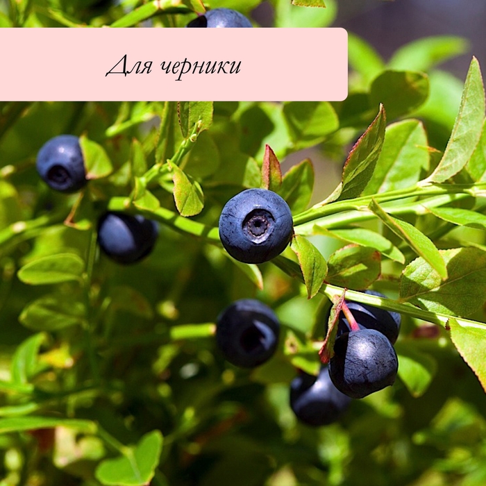 Сито для очистки ягод, d=36 см, h=7,6 см, пластик