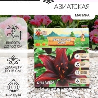 Лилия Азиатская &laquo;Мапира&raquo;, луковица в пакете с перфорацией, р-р 12/14, 3 шт.