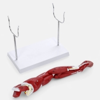 Макет "Рука, мышечное строение" 38см Макет "Рука, мышечное строение" 38см