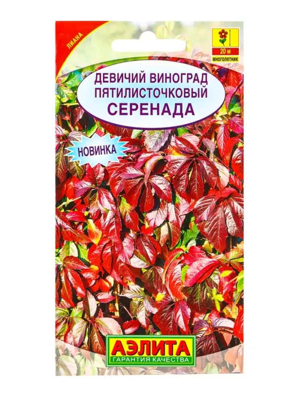 Семена цветов Девичий виноград Серенада Мн, Ц/П,10 шт.