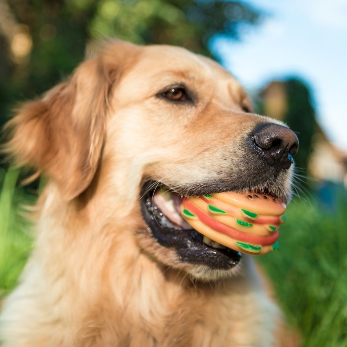 Игрушка пищащая Игрушка пищащая "Гамбургер с салатом" для собак, 9,5 см