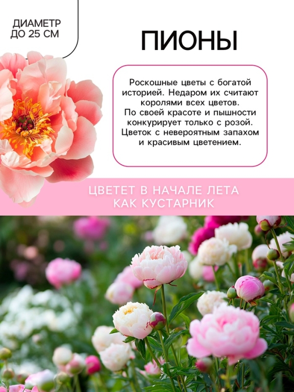 Пион Cytherea, корневище в пакете с торфогрунтом, р-р 2/3, 1 шт.