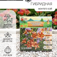 Лилия гибридная &laquo;Монтего Бэй&raquo;, луковица в пакете с перфорацией, р-р 14/16, 2 шт.