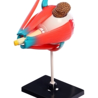 ЭВРИКИ Набор для опытов "Строение глаза", анатомическая модель ЭВРИКИ Набор для опытов "Строение глаза", анатомическая модель