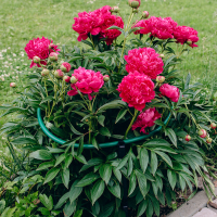 Кустодержатель, d = 48 см, h = 70 см, ножка d = 2 см, пластик, чёрный «Роза» Кустодержатель, d = 48 см, h = 70 см, ножка d = 2 см, пластик, чёрный «Роза»