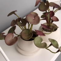 Бонсай в горшке "Пеперомия элит" (мягкий лист) двойной, 12х14 см Бонсай в горшке "Пеперомия элит" (мягкий лист) двойной, 12х14 см