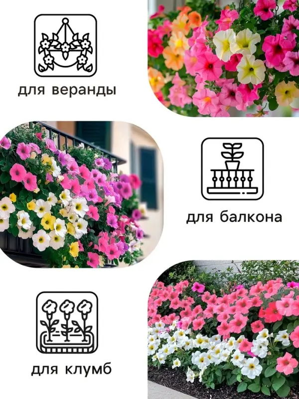 Семена   Петуния "Роза и лимон" F1 крупноцветковая ампельная, смесь окрасок , 10шт