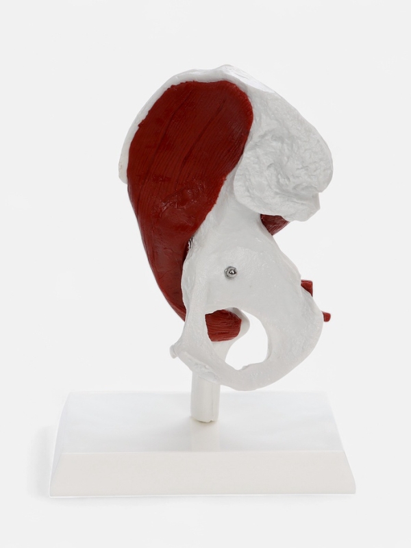 Макет "Тазовая кость с мышечной тканью" 23*13см