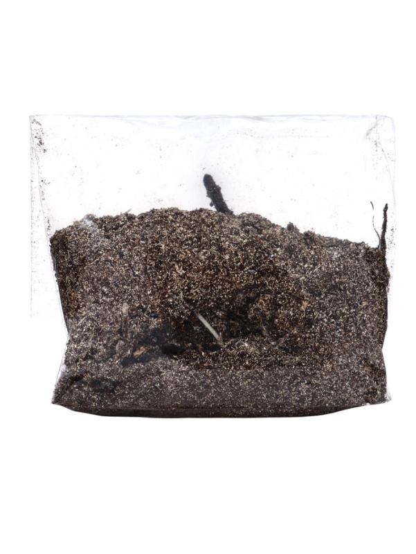 Флокс "Отэм Джой" р-р I, 2 шт, Весна 2025, ЭКОНОМ,