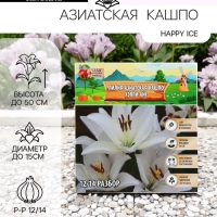 Лилия Азиатская Кашпо Happy Ice, рлуковица в пакете с перфорацией, -р 12/14, 2 шт.