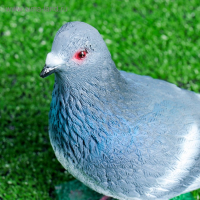 Садовая фигура "Голубь " 10х22см Садовая фигура "Голубь " 10х22см