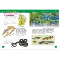 Энциклопедия для детского сада &laquo;Животные России&raquo;