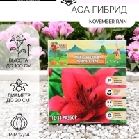 Лилия АОА гибрид November Rain, луковица в пакете с перфорацией, р-р 12/14, 2 шт.