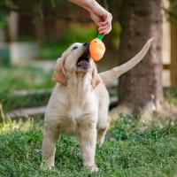 Игрушка для собак «Морковка» с пищалкой, 18 см, оранжевая Игрушка для собак «Морковка» с пищалкой, 18 см, оранжевая