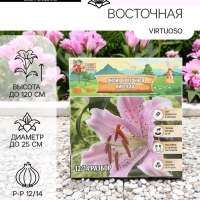 Лилия Восточная Virtuoso, луковица в пакете с перфорацией, р-р 12/14, 3 шт.