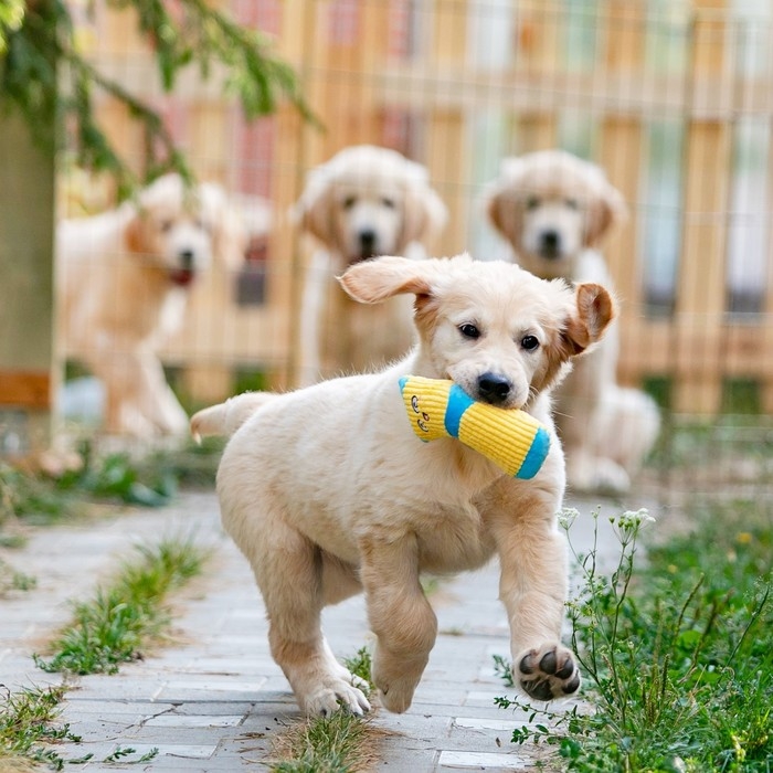 Игрушка мягкая с пищалкой Носок жёлтый, 16 см Игрушка мягкая с пищалкой Носок жёлтый, 16 см