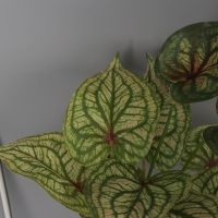 Бонсай в горшке "Аглаонема сильвер" 33х11 см, зелёный