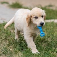 Игрушка для собак резиновая "Гантель-крабы", TPR, 11.5 х 2 см, голубая Игрушка для собак резиновая "Гантель-крабы", TPR, 11.5 х 2 см, голубая