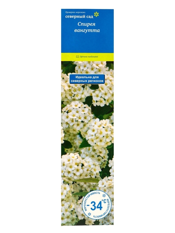 Спирея Вангутта (Серия Северный сад), саженец, туба, 1 шт.