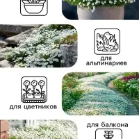 Семена цветов Алиссум "Снежные узоры", 5 шт.