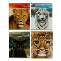 Тетрадь 48 листов в клетку, Calligrata &laquo;Дикие кошки&raquo;, обложка мелованная бумага, МИКС