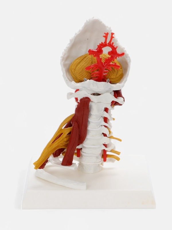 Макет "Позвоночник, шейный отдел" 22см