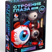ЭВРИКИ Набор для опытов "Строение глаза", анатомическая модель ЭВРИКИ Набор для опытов "Строение глаза", анатомическая модель