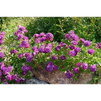 Саженец Розы "Сиреневый Дождь", Горшок С4 Лето 2024 Саженец Розы "Сиреневый Дождь", Горшок С4 Лето 2024