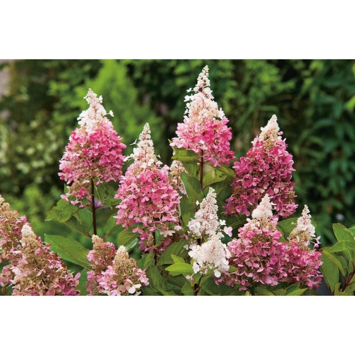 Саженец Гортензия Пинки Винки, Горшок P9, Лето 2024 Саженец Гортензия Пинки Винки, Горшок P9, Лето 2024