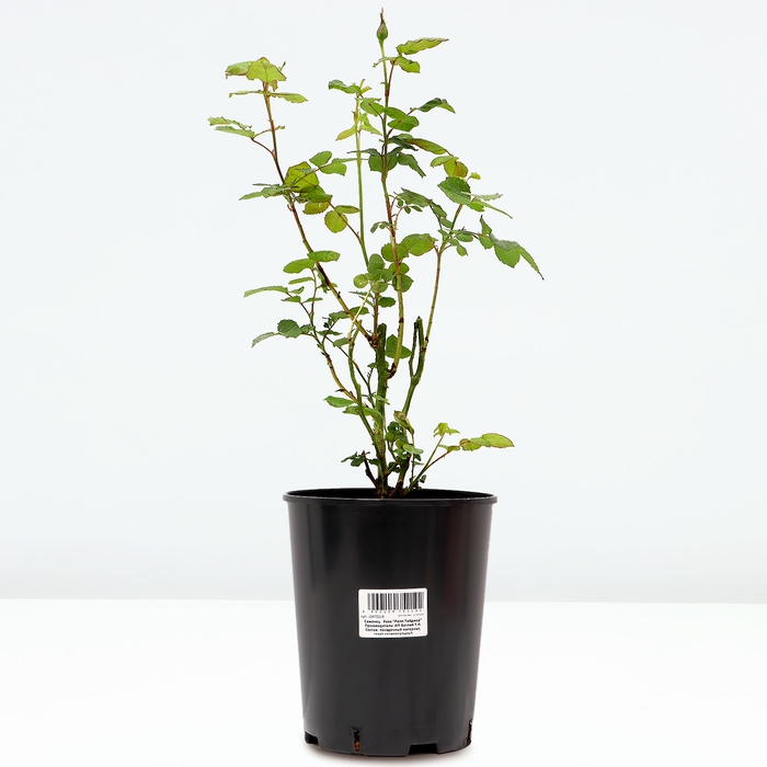 Саженец Розы Саженец Розы "Папл Тайджер", Горшок С4, Лето 2024