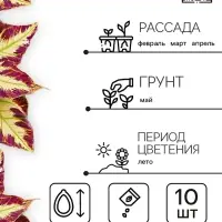 Семена цветов Колеус Визард Мозаик, 10шт