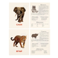 Обучающие карточки &laquo;Дикие животные&raquo;