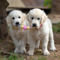 Игрушка жевательная Пижон Premium на верёвке, 3 элемента, термопластичная резина, микс Игрушка жевательная Пижон Premium на верёвке, 3 элемента, термопластичная резина, микс