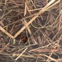 Сено луговое с веточками смородины &laquo;Пижон&raquo; для грызунов, 20 л, 500 г