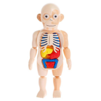 Набор для опытов &laquo;Мое удивительное тело&raquo;