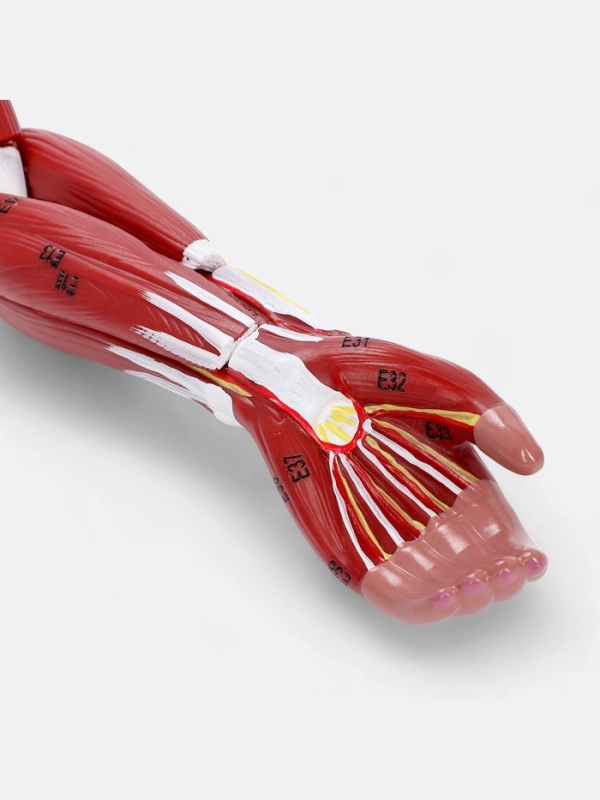 Макет Макет "Рука, мышечное строение" 38см