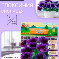 Глоксиния &laquo;Виолацея&raquo;, многолетник, комнатный, луковица в пакете с перфорацией, р-р 5/6, 2 шт.