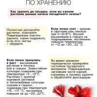 Амариллис Махровый Nymph, многолетник, луковица, р-р 22/24, 1 шт.