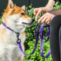 Ошейник COSMO DOG, застёжка - фастекс, 2 см 25-40 см