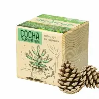 Набор для выращивания &laquo;Экокуб&raquo;, сосна