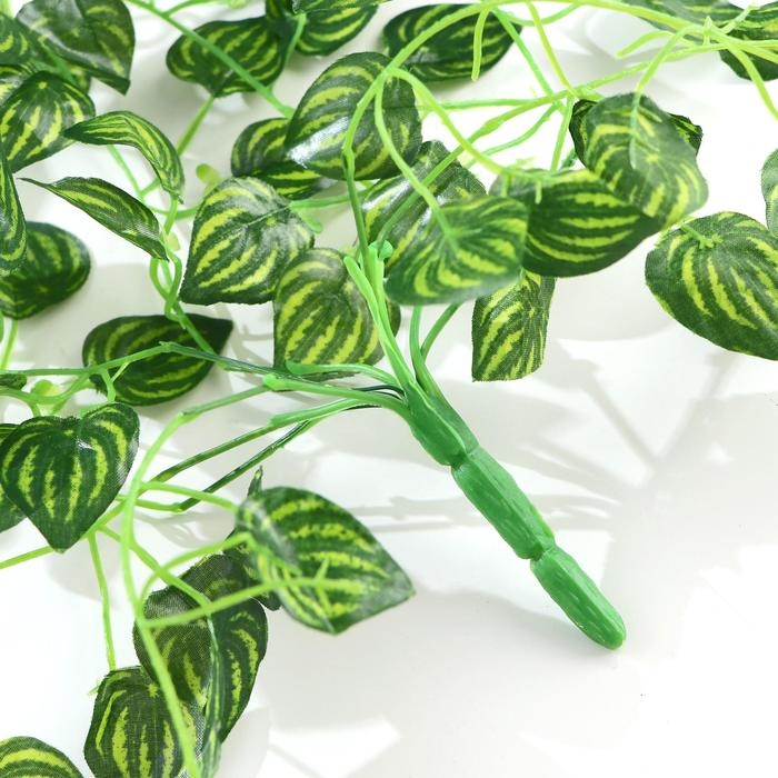 Лиана Лиана "Полосатые листья" 80 см