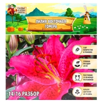 Лилия Восточная Gomera, луковица в пакете с перфорацией, р-р 14/16, 3 шт.