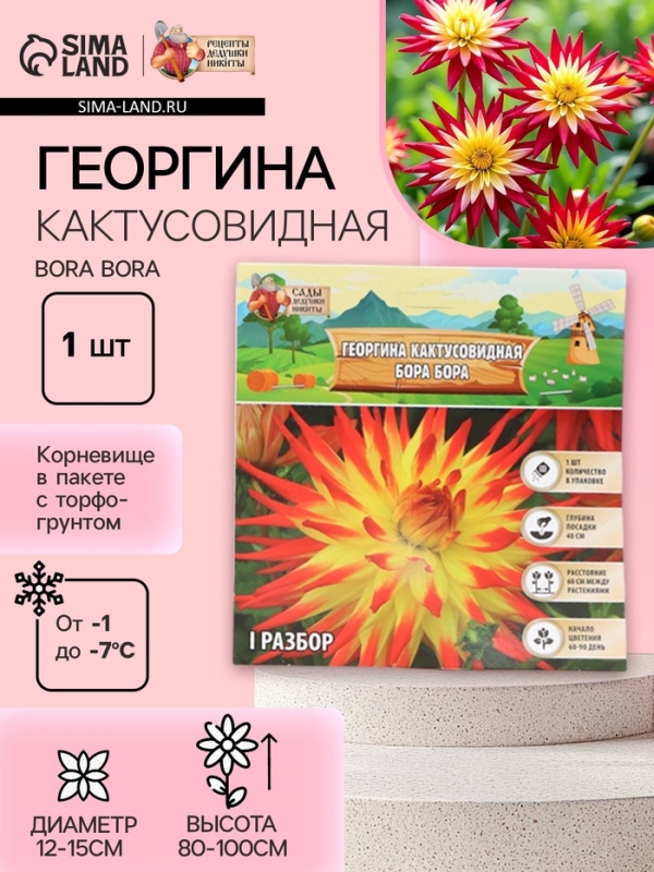 Георгина Кактусовидная BORA BORA, клубелуковица в упаковке, р-р I, 1 шт.