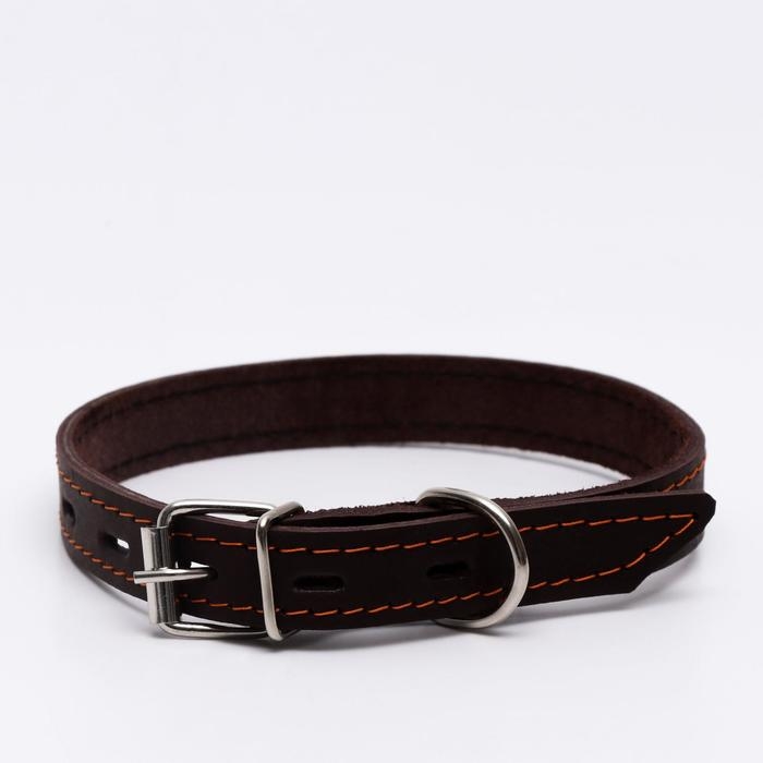 Ошейник кожаный однослойный, тиснёный &laquo;Лаю. Кусаю&raquo;, 48х2, ОШ 32-43 см, коричневый с золотом