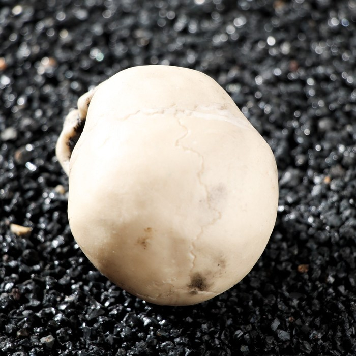 Декор для аквариума Декор для аквариума "Череп", 9 х 6 х 6 см